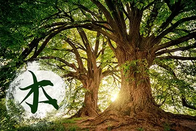 五行属木的字